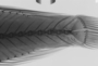 Owstonia totomiensis FMNH 55425 Holotype x-ray caudal inverted